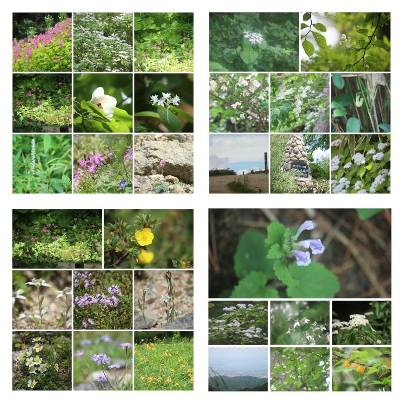 6月の六甲山稜線　六甲高山植物園